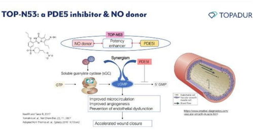 瑞士Topadur Pharma 以cGMP酶雙效調(diào)節(jié)創(chuàng)新療法應(yīng)對老年疾病挑戰(zhàn)